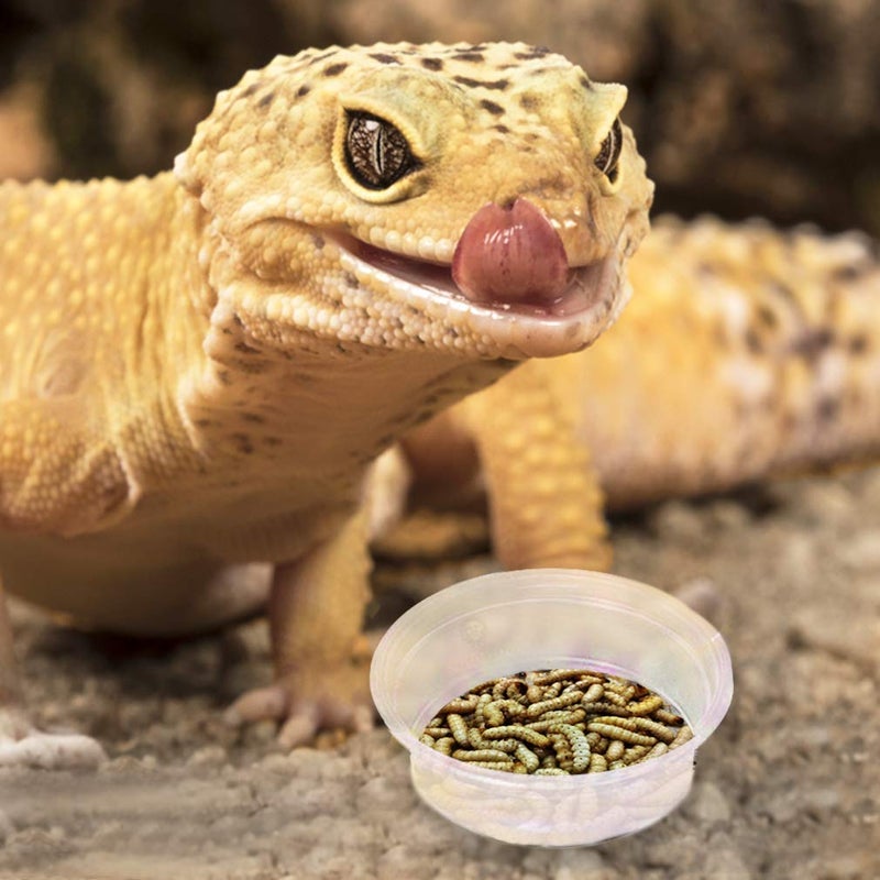 SunGrow Reusable Gecko Food & Water Cups, 100 Pcs, 1 oz. Recyclable Plastic Bowls, Fits Small Stands & Feeders, Durable & Easy to Clean, Ideal for Reptiles - in Resealable Bag - Image 2